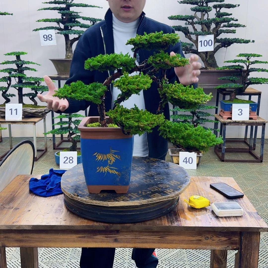 无花朵柏树造型盆景