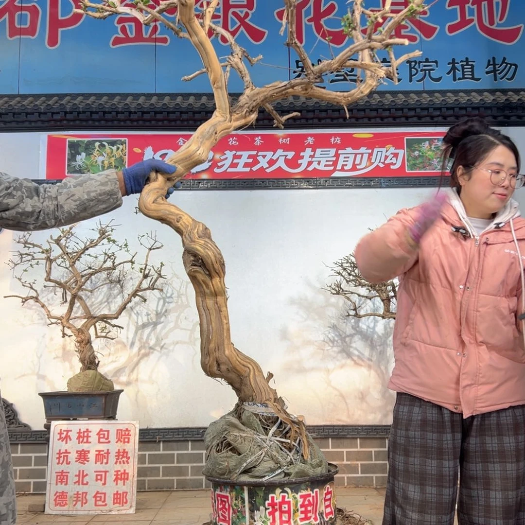 无花朵金银花88888