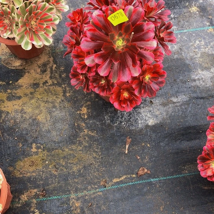 美杜莎多肉678000000