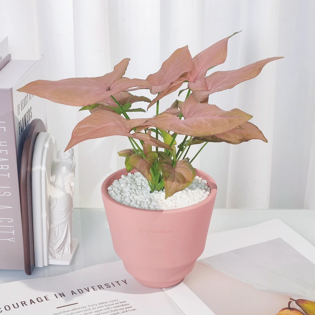 红粉佳人粉箭合果芋桌摆粉色少女心盆栽