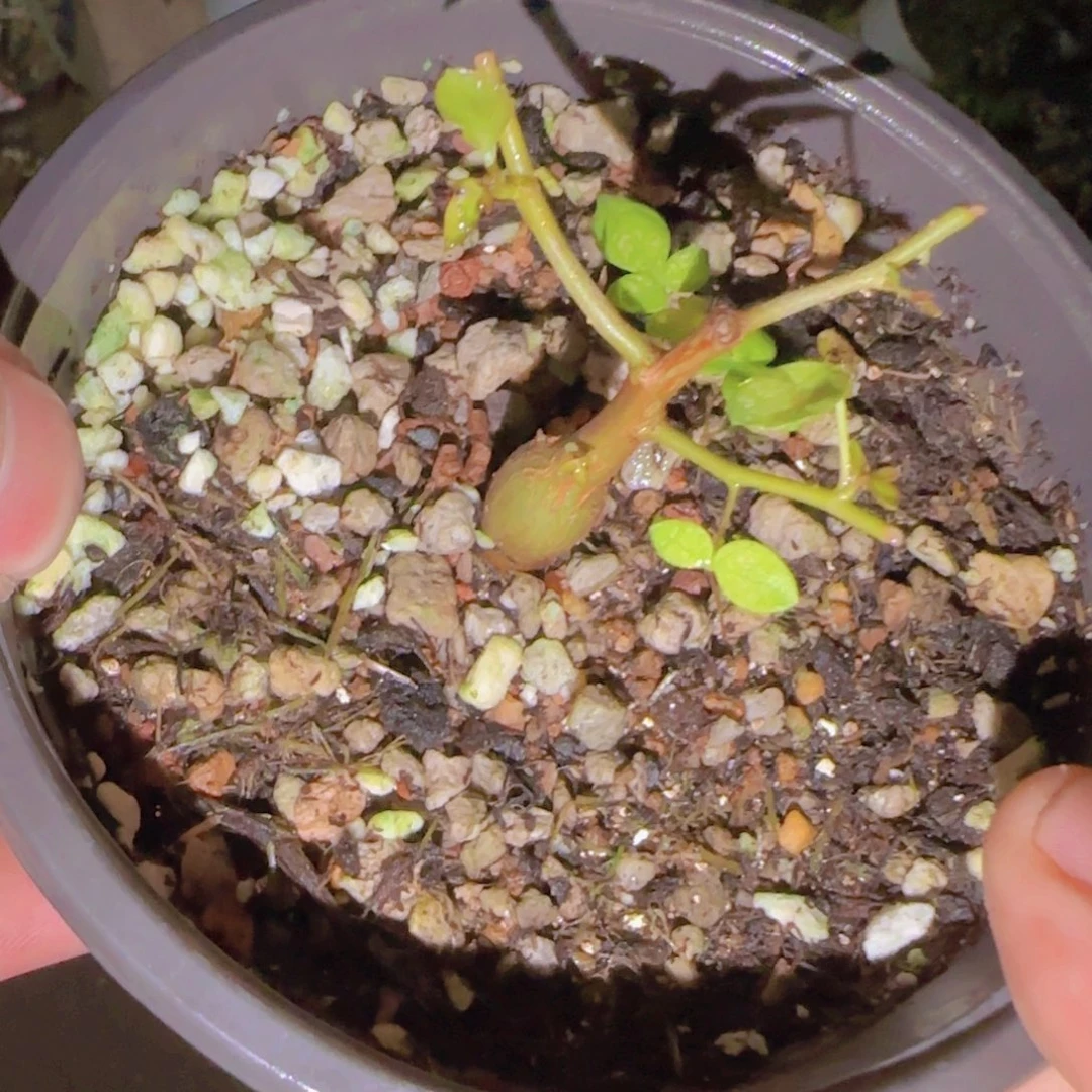 L***儿块根植物块根植物
