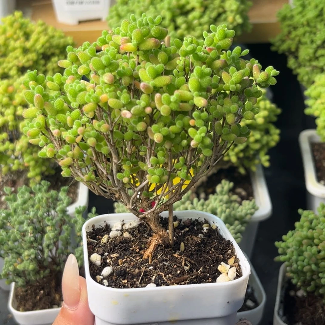 814蜜桔糖球小树。