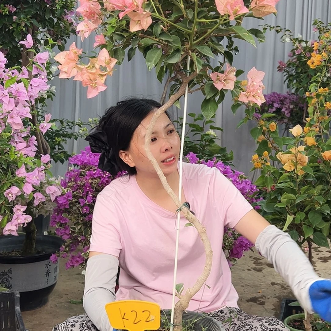 冻***冻大部分花苞少量开放K22卡亚塔