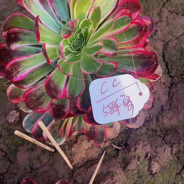 c*多肉法师孔雀翎寄养度夏