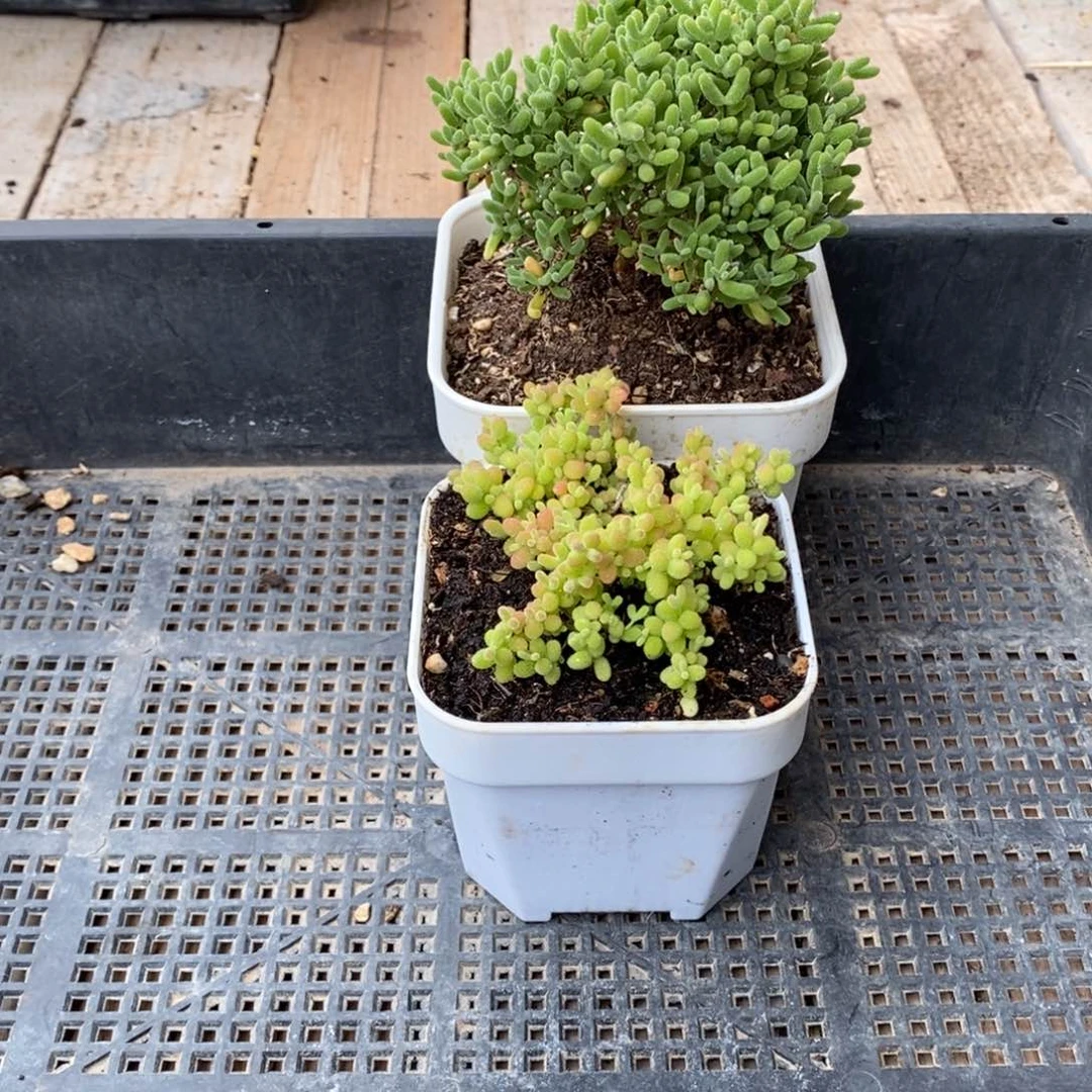 夏*枝干番杏 补发米粒锦