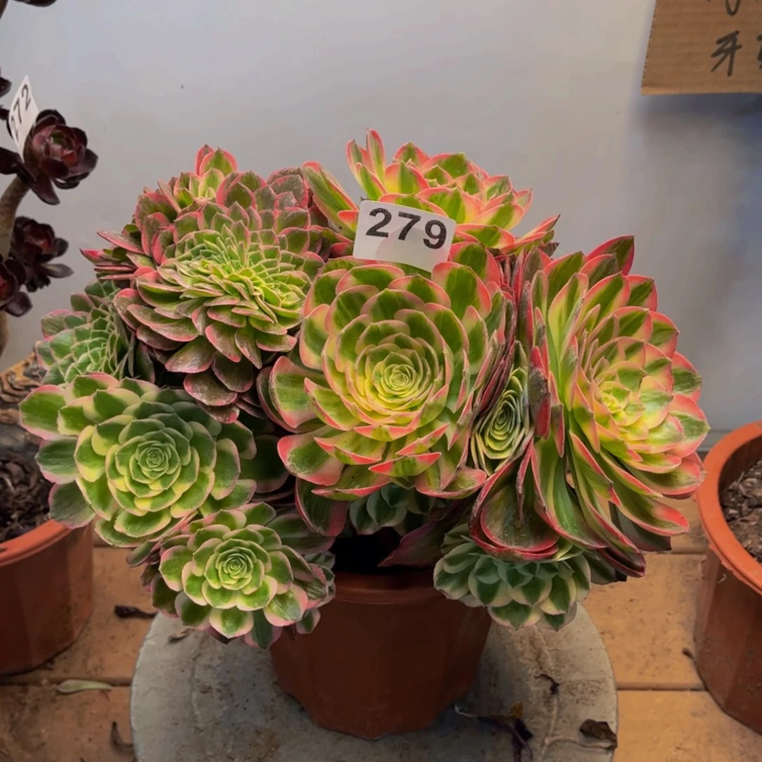 多肉植物海王朵朵279