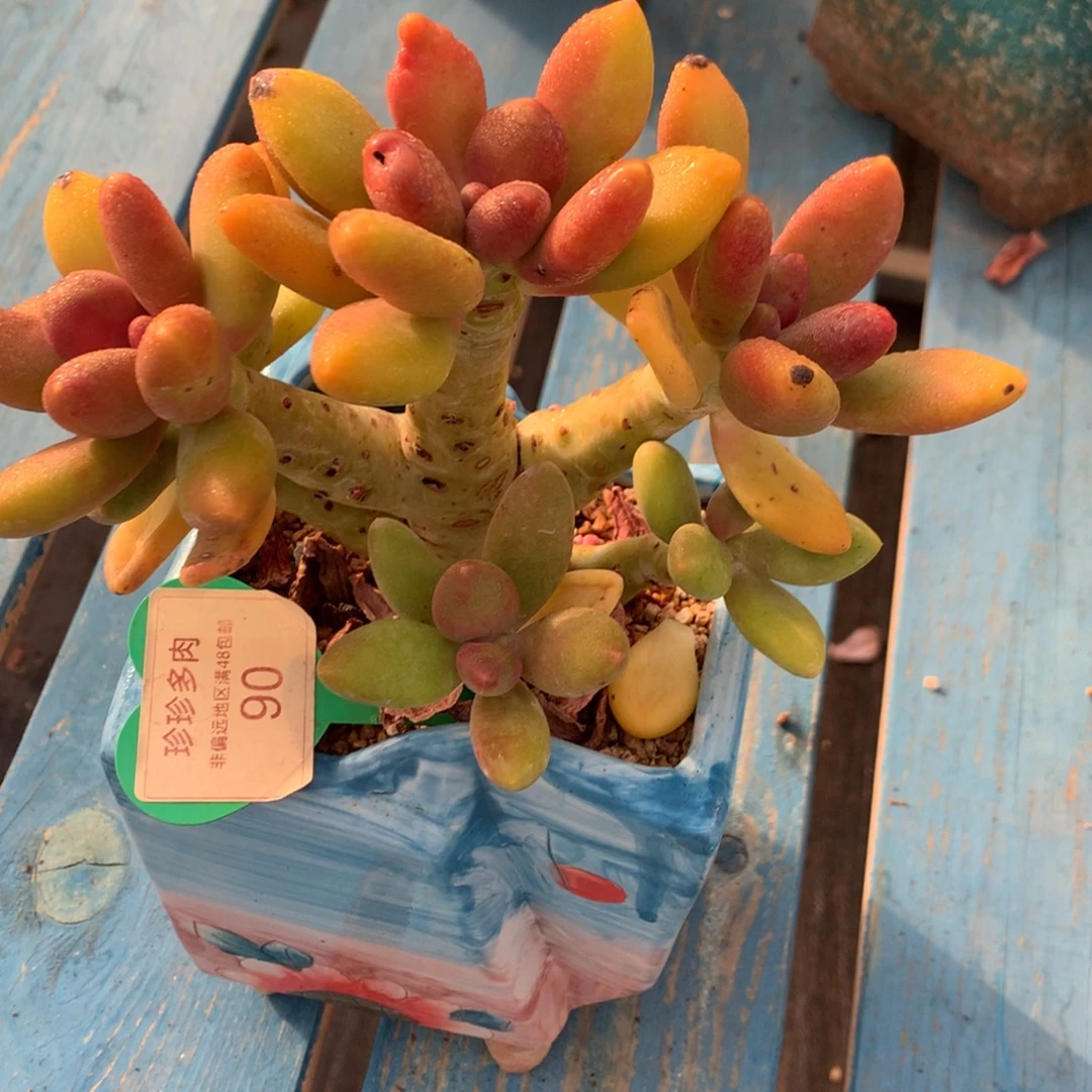 芒果奶酪一物一拍