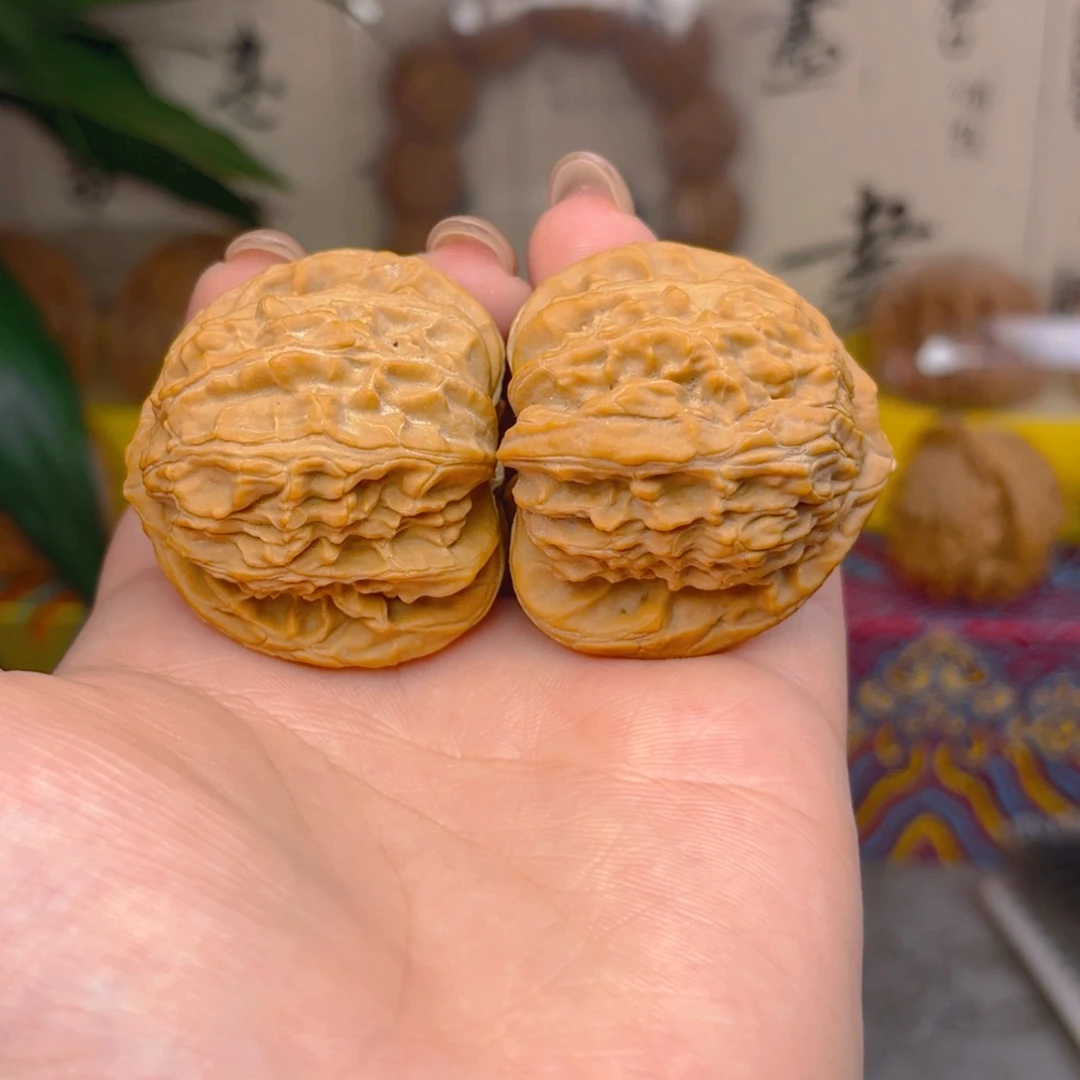 白狮子头四十一点五尺