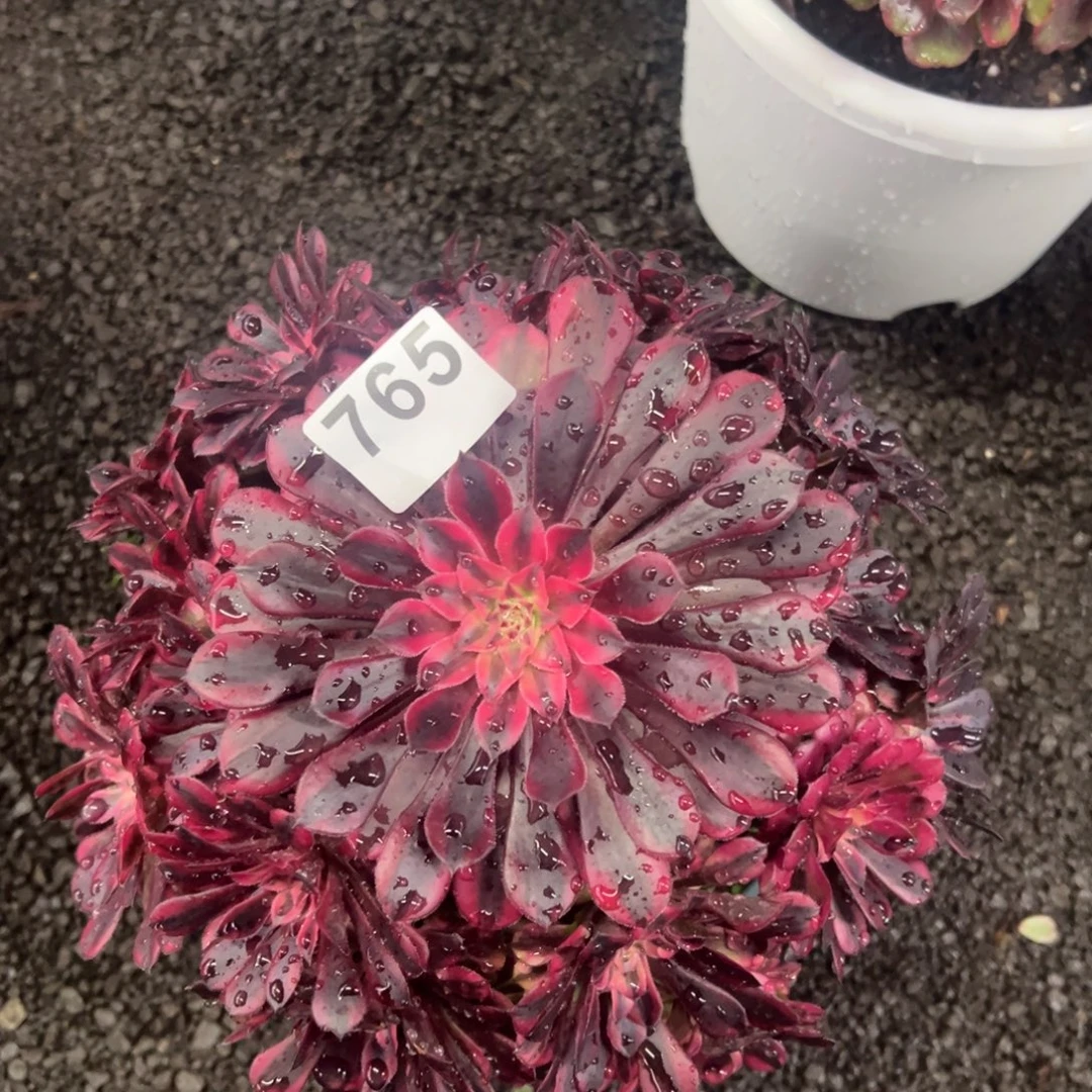 我是真的很喜欢这个