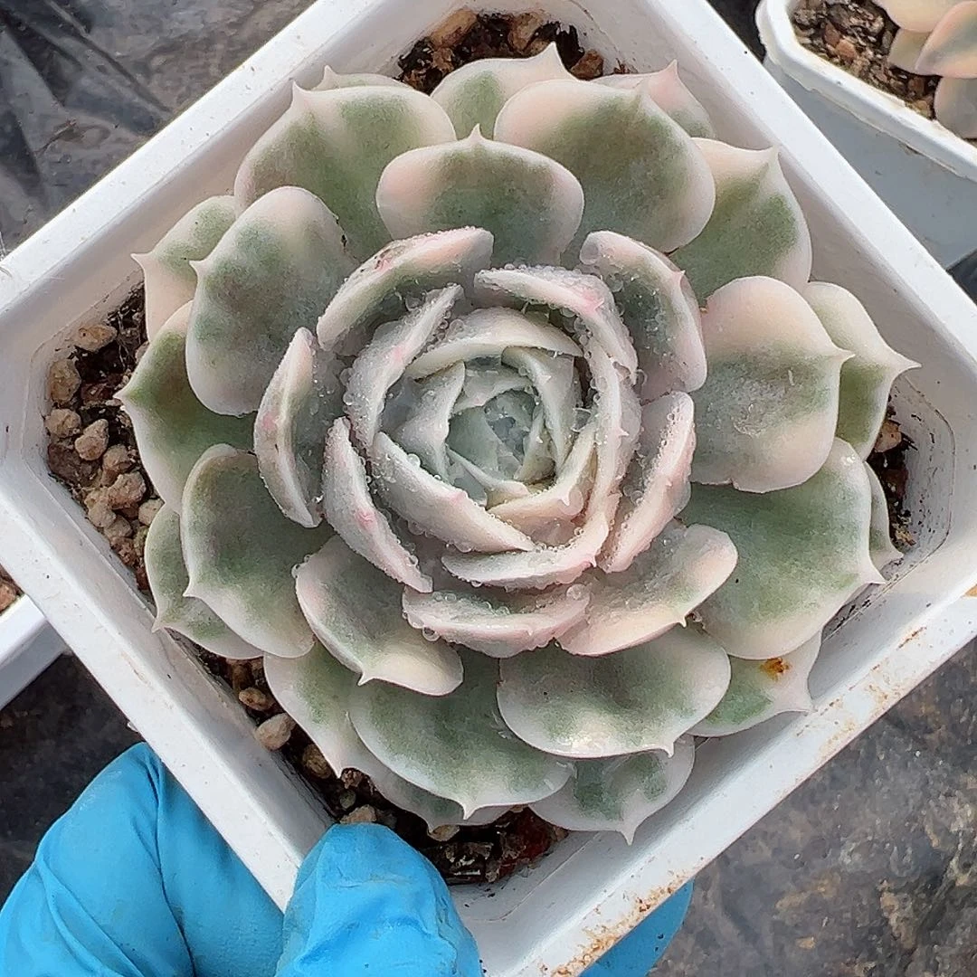 昂斯诺锦，覆轮锦