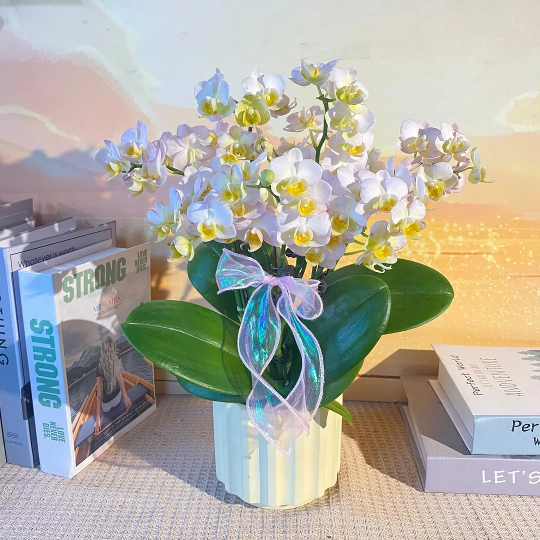 勃艮第 白花黄心变色蝴蝶兰 客厅美观带花带花苞 源头