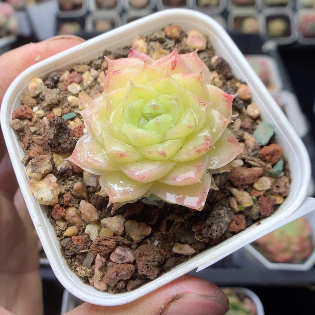 无花朵R140 yyyyuyyu