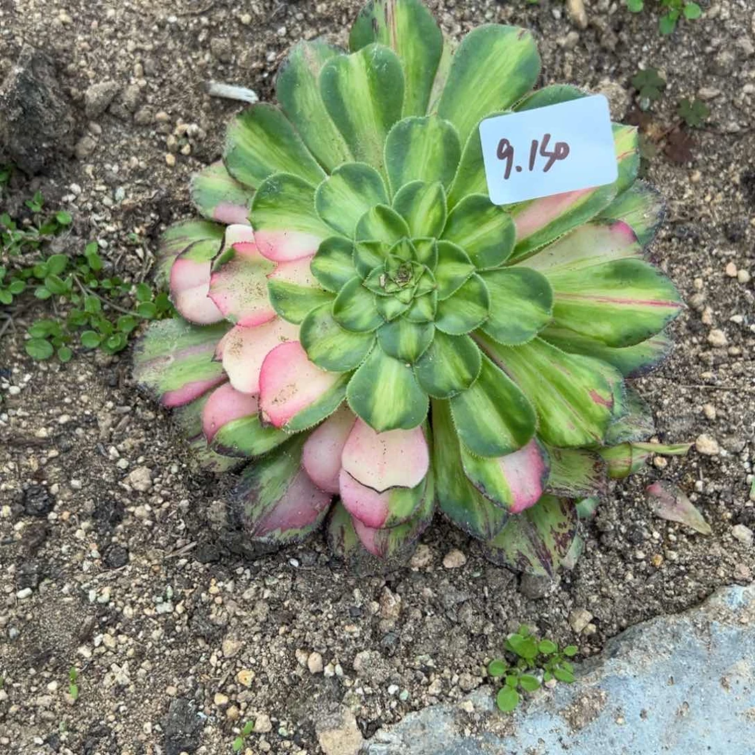 130知否多肉多肉多肉