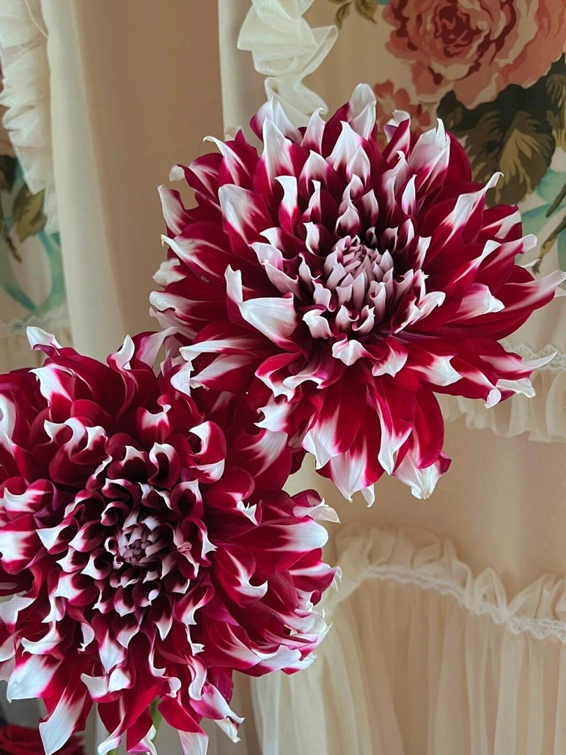 (X元素)进口大丽花多年生重瓣盆栽地栽庭院种植