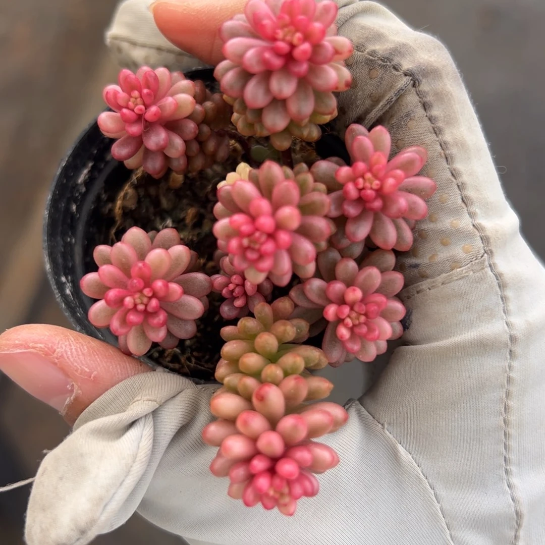 红浆果锦，多肉植物
