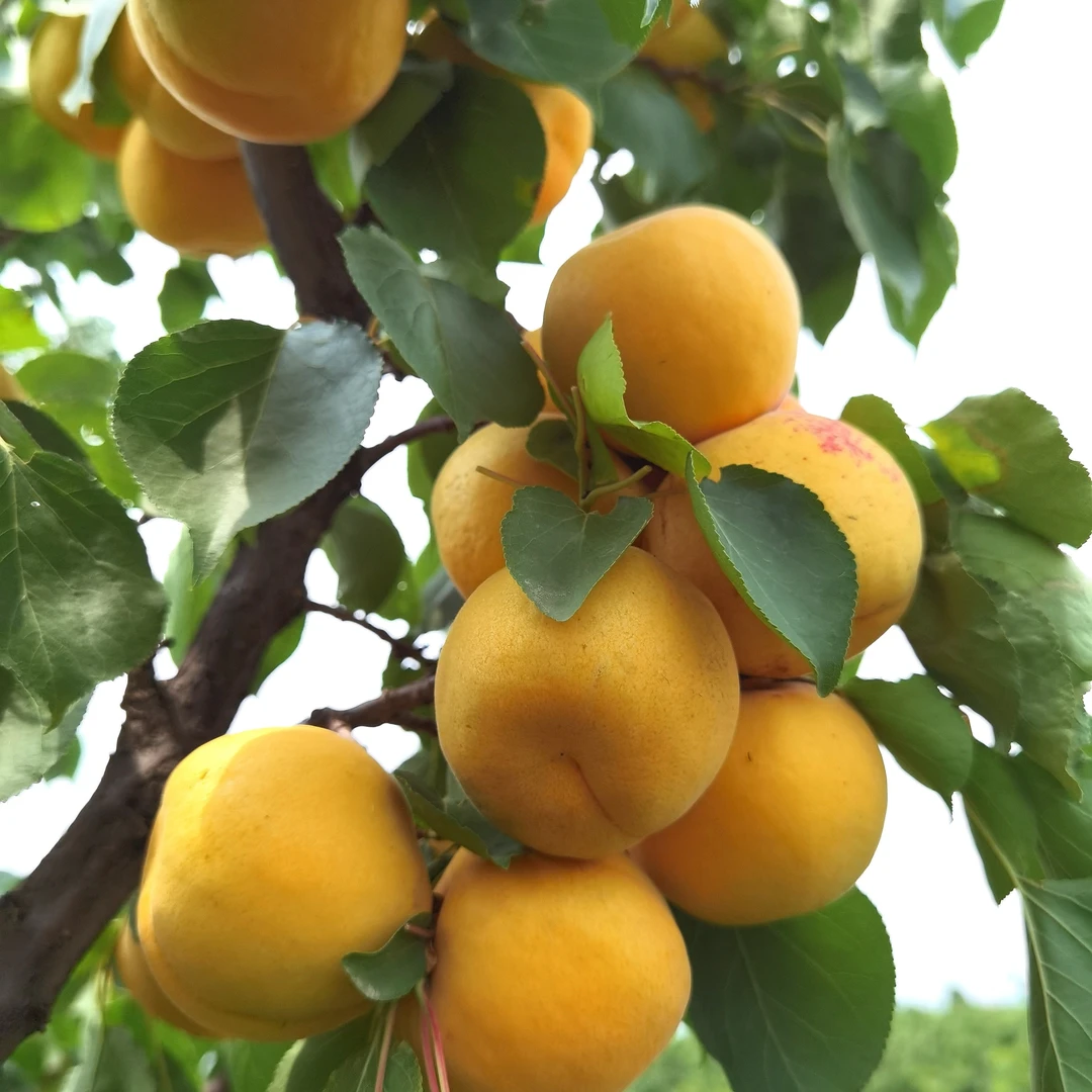 陕西大黄杏，肉质饱满，香甜爆汁