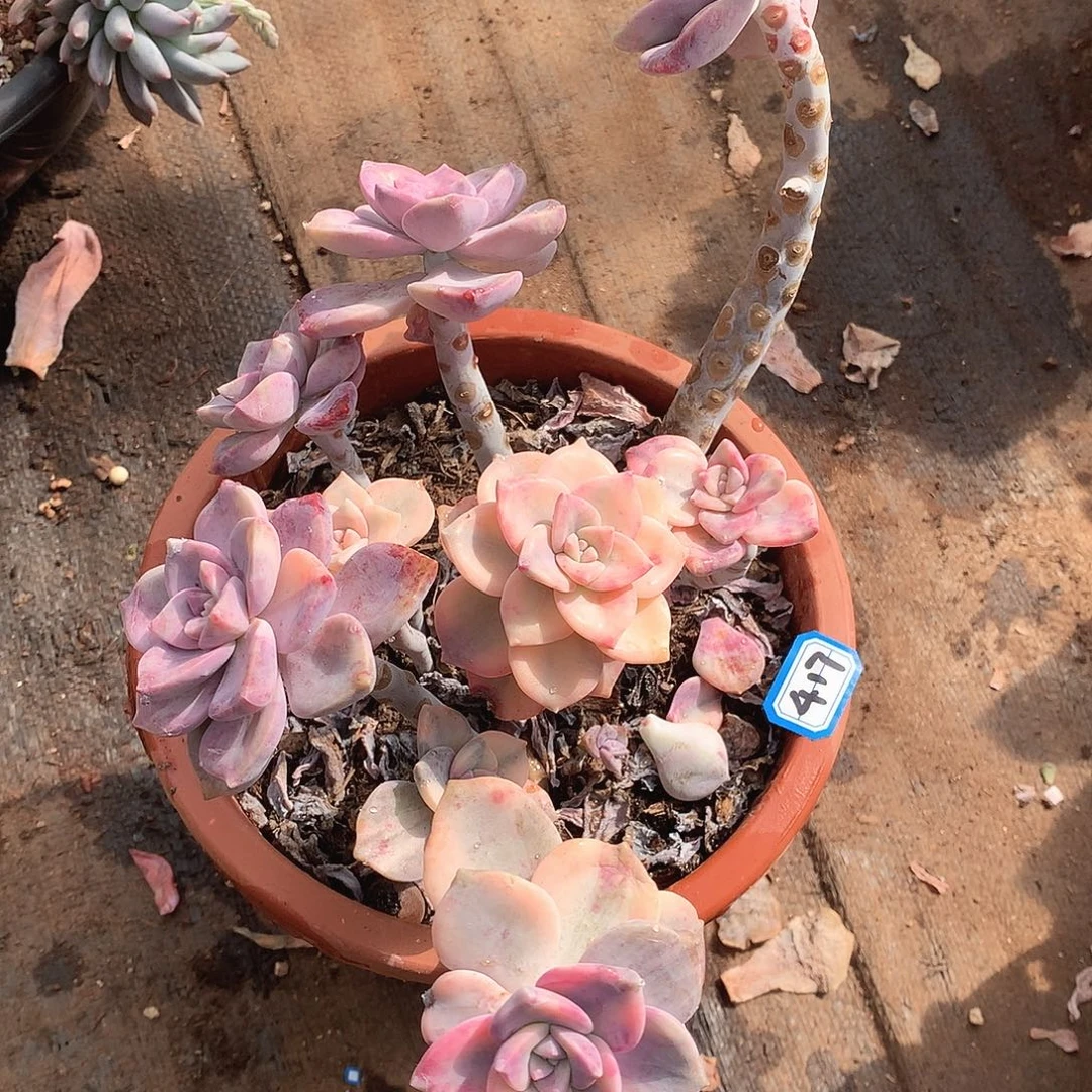 417紫乐锦 一物一拍多肉