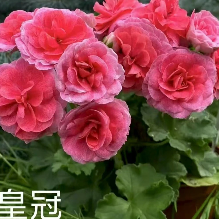 皇冠. 重瓣天竺葵四季勤花喷点大花