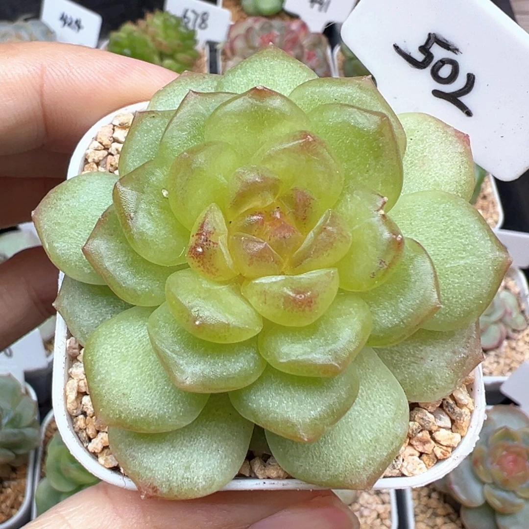 502号风花雪月系列碧琉璃