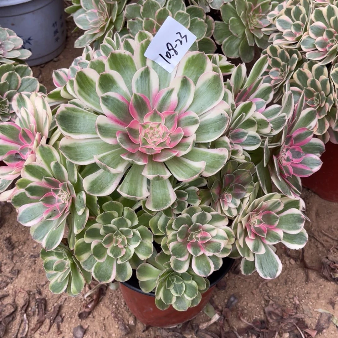 10-8-23半糖荔枝法师锦