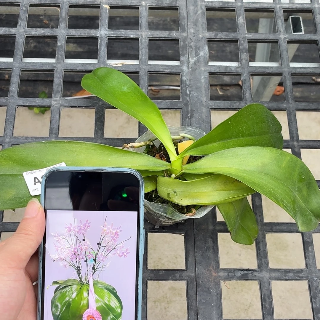 当前无花朵，栽培后可花朵A085超大颗的海底世界