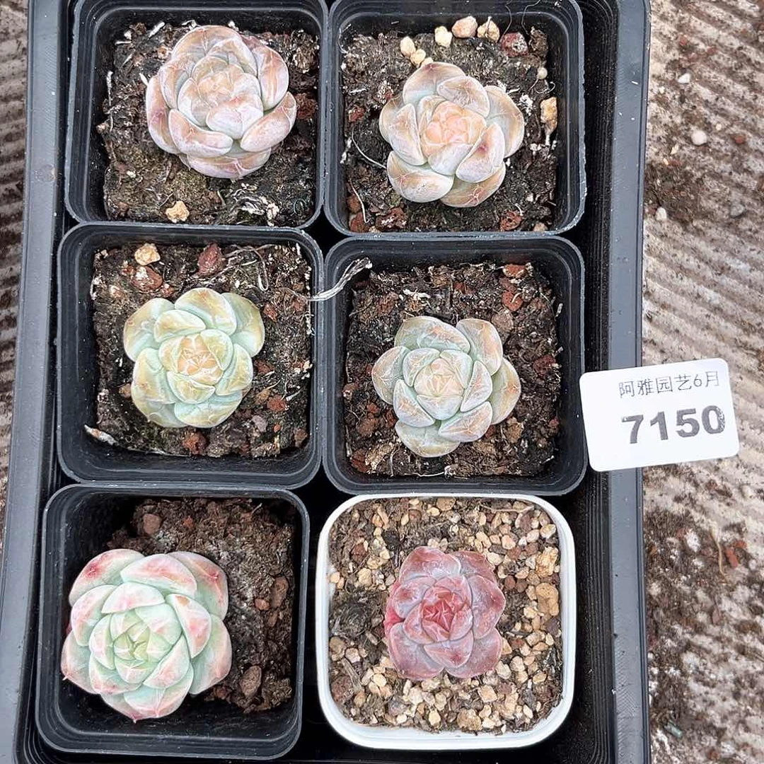 阿雅园艺。     7150