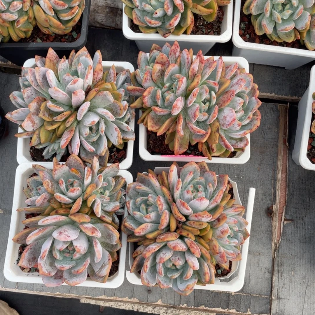 橙梦露朵朵缀四个一组