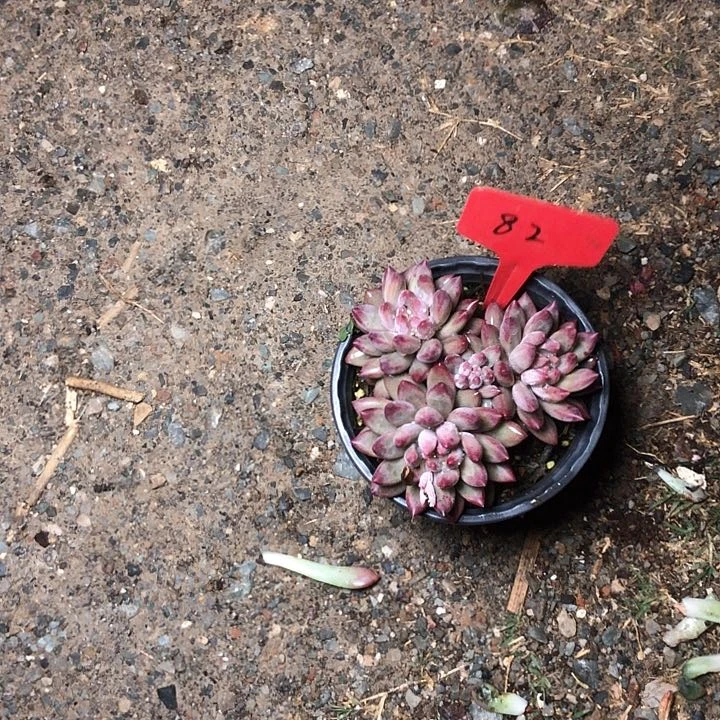 雨*82//////////////