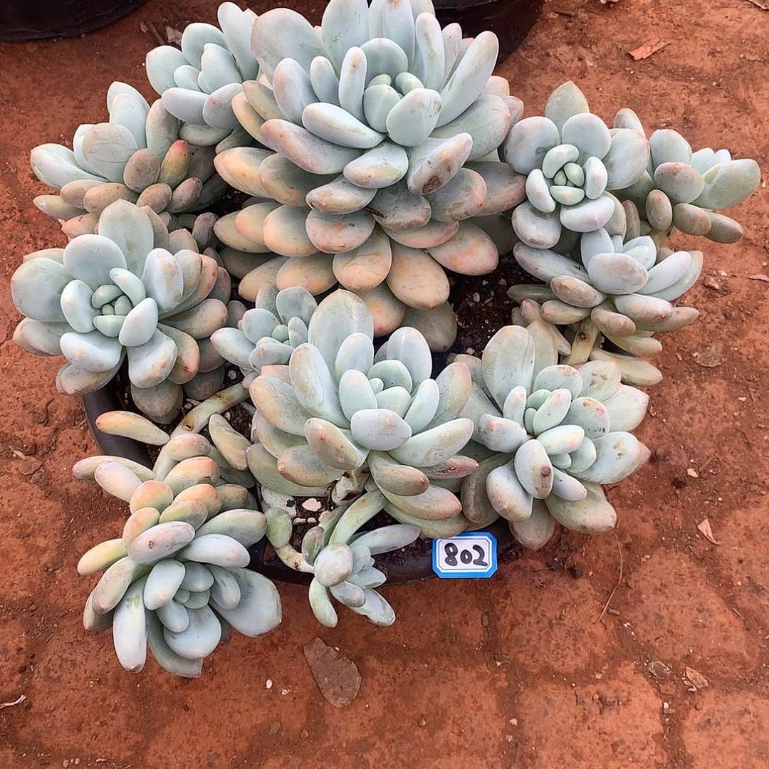 802香水一物一拍多肉