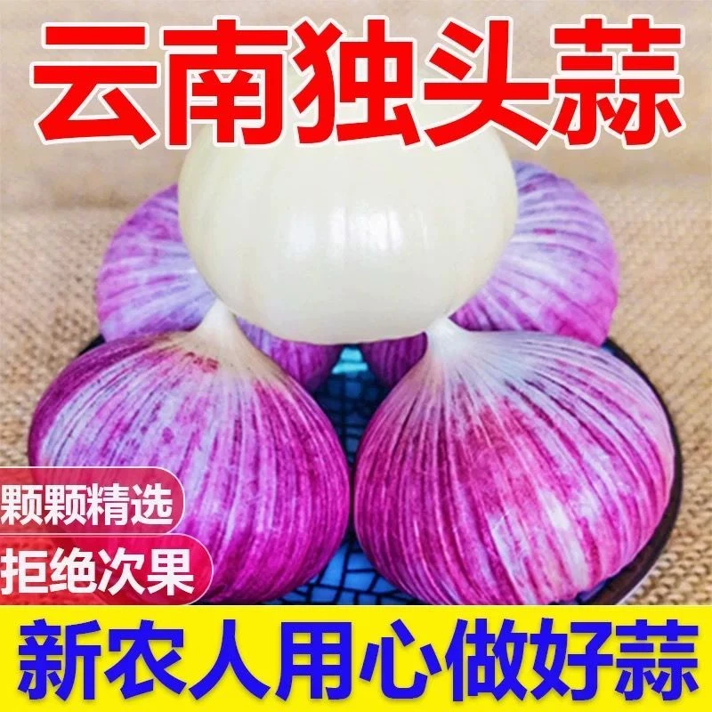 【超低价】正宗云南紫皮独头蒜当季新鲜现挖独蒜0.5/1/2/3/5斤包邮