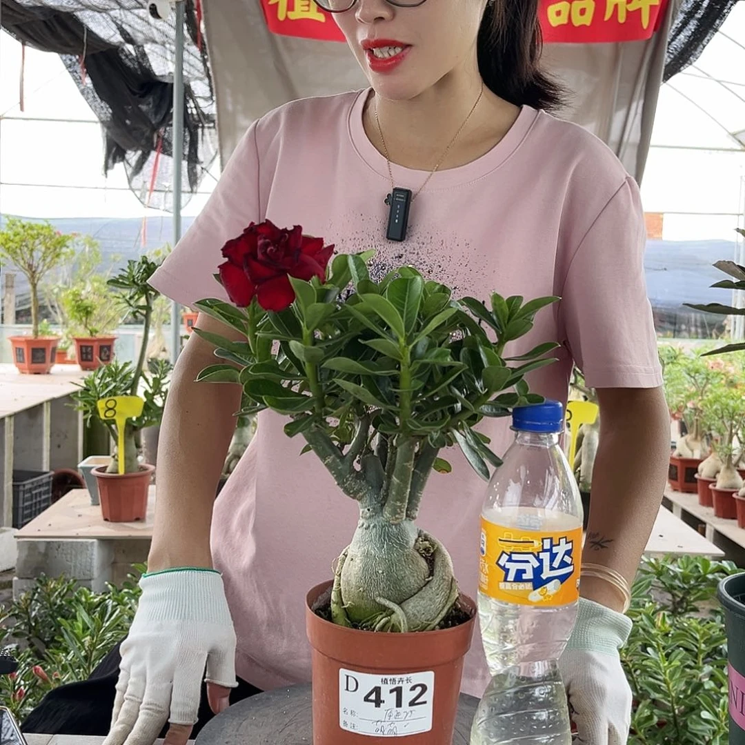完全开放412原生重瓣瑕疵