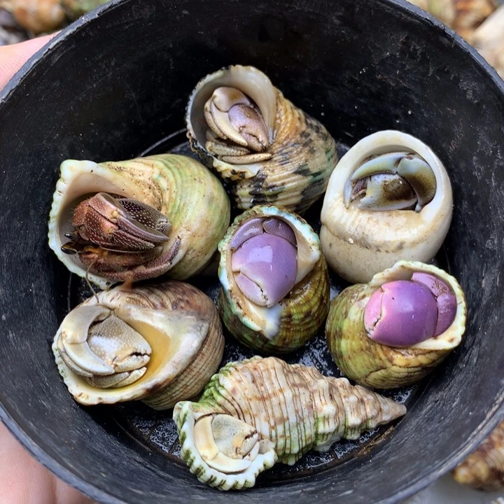 51b组合里拉异色西沙短腕