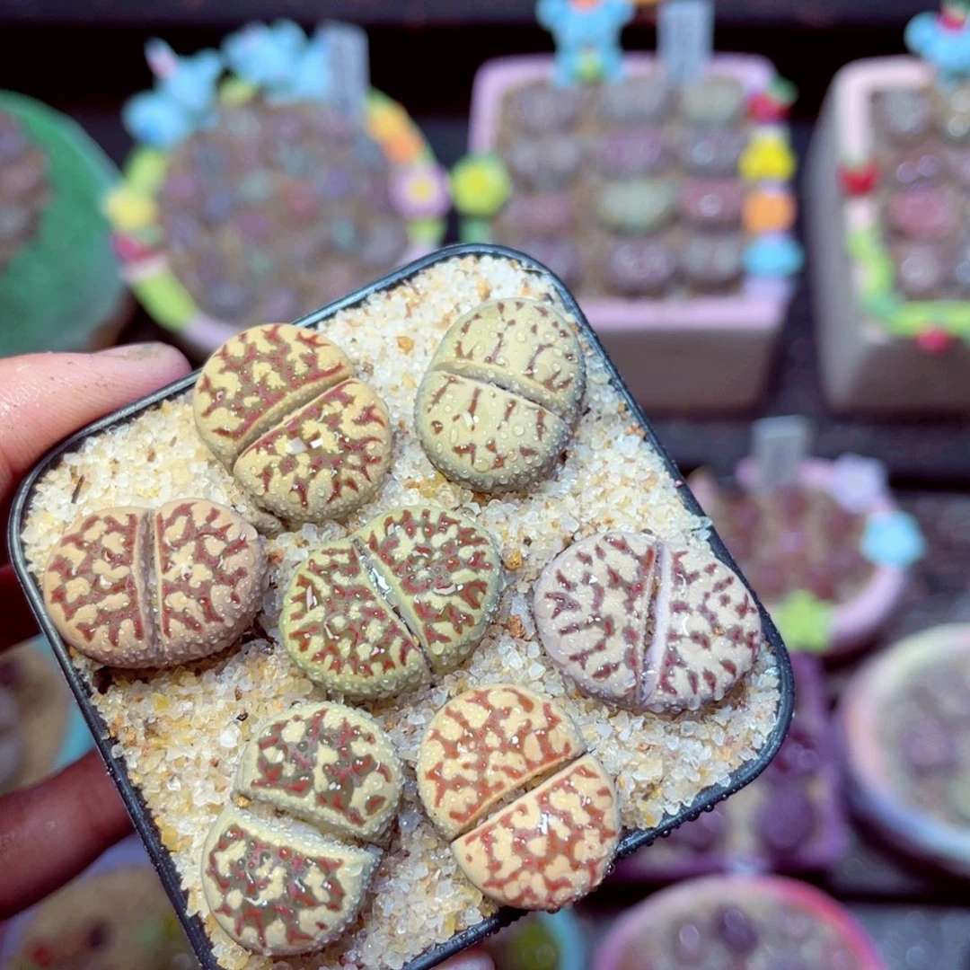 599生石花带盆发1