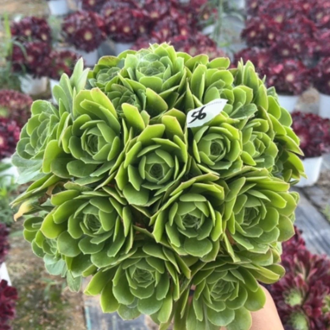 【闪购商品】56绿玫瑰多肉法师