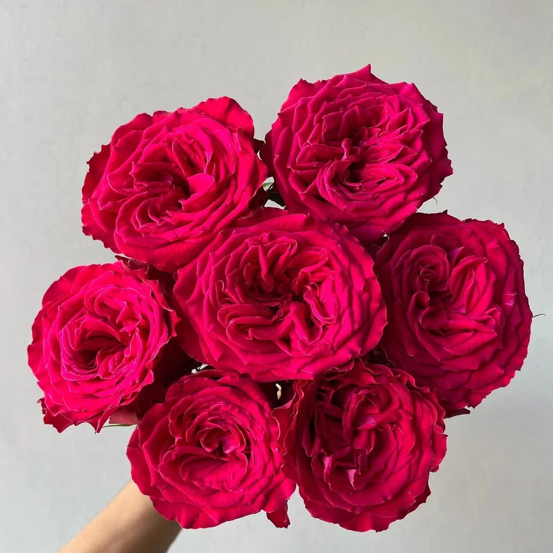 红船单头玫瑰20枝，昆明斗南顺丰直发