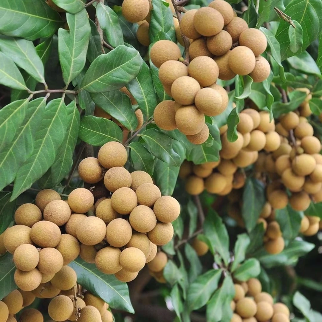 泰国进口金标龙眼(严选店)