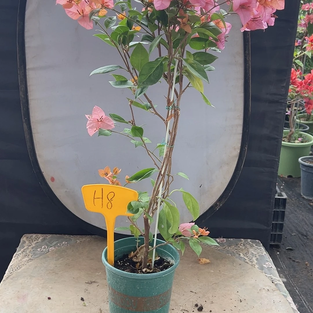 J***k大部分花苞少量开放H8金发女郎