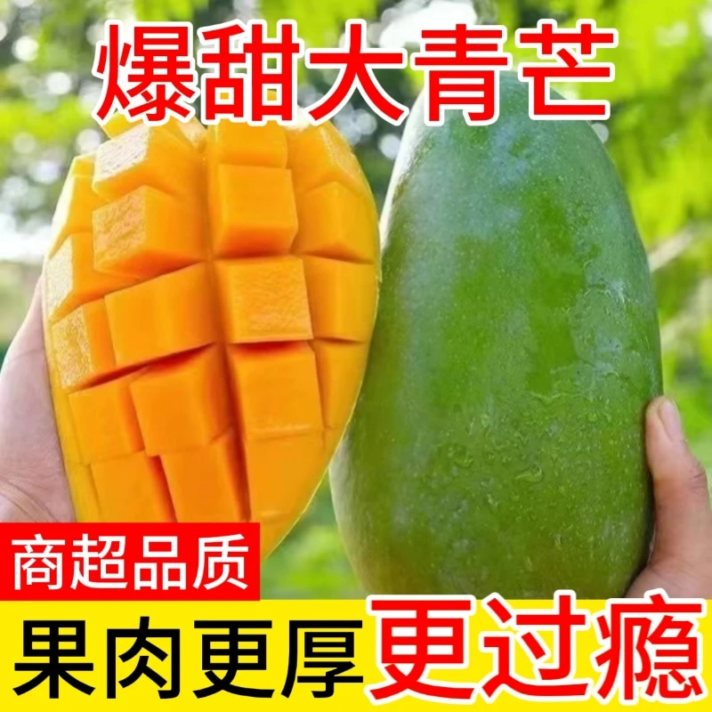 【云南】云南青皮大青芒贵妃芒新鲜水果现摘爆汁脆甜生熟两吃