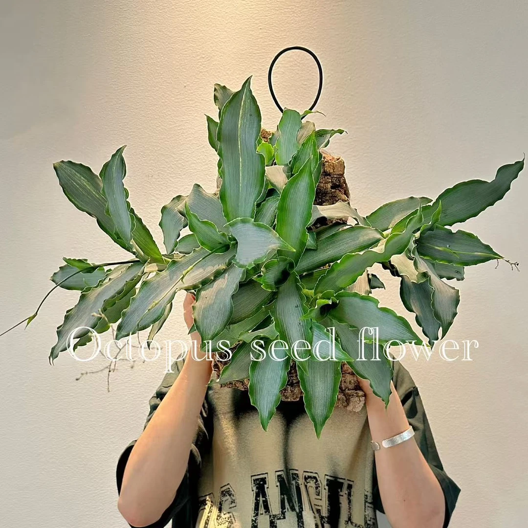 鸭趾草  室内阳台多年生开花观叶植物墙面装饰绿植盆栽顺丰包邮