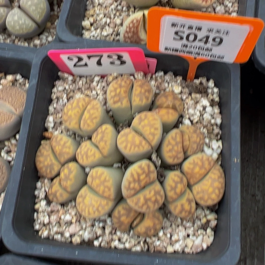 姓***谁049 一物一拍，默认有伤，介意勿拍，不退不换