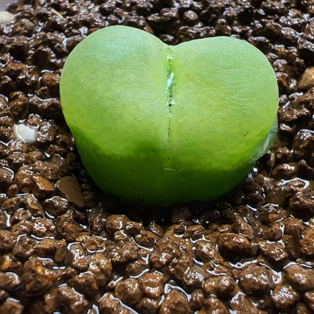 185多肉植物种类和