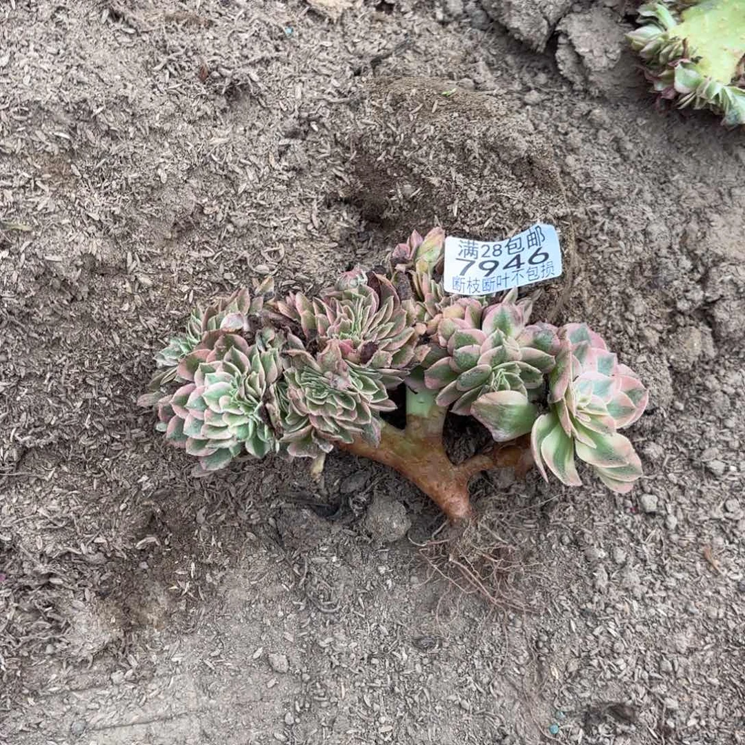 N. 7946万白多肉，bad