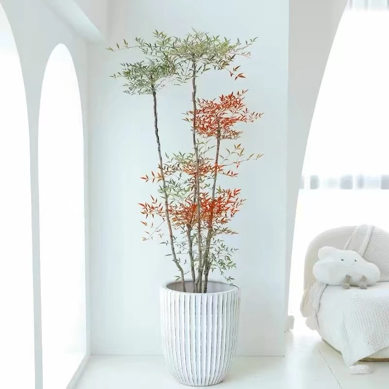 南天竹盆栽绿植老桩禄植大型植物落地式真花好养活室内室外客厅茶