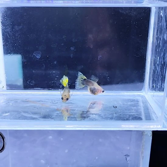 孔雀鱼29小蜜蜂玻璃猫一对