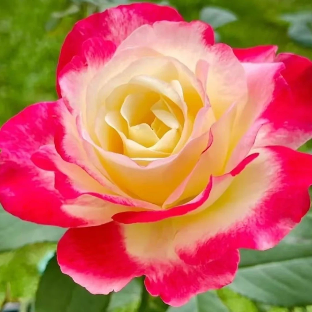 【红双喜】云南玫瑰花老桩大苗长期开花好养易种盆栽地栽室内外