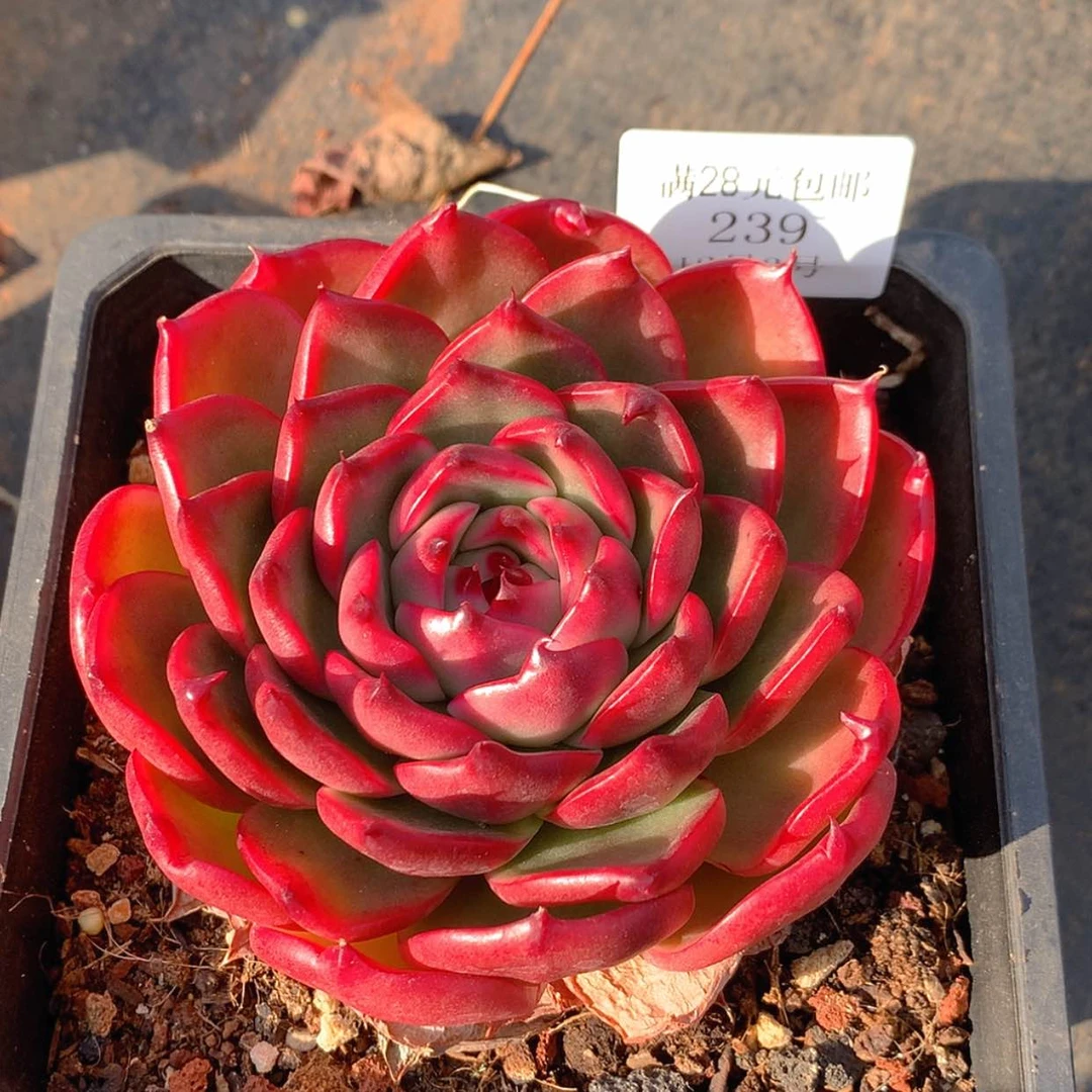 【闪购商品】云239号