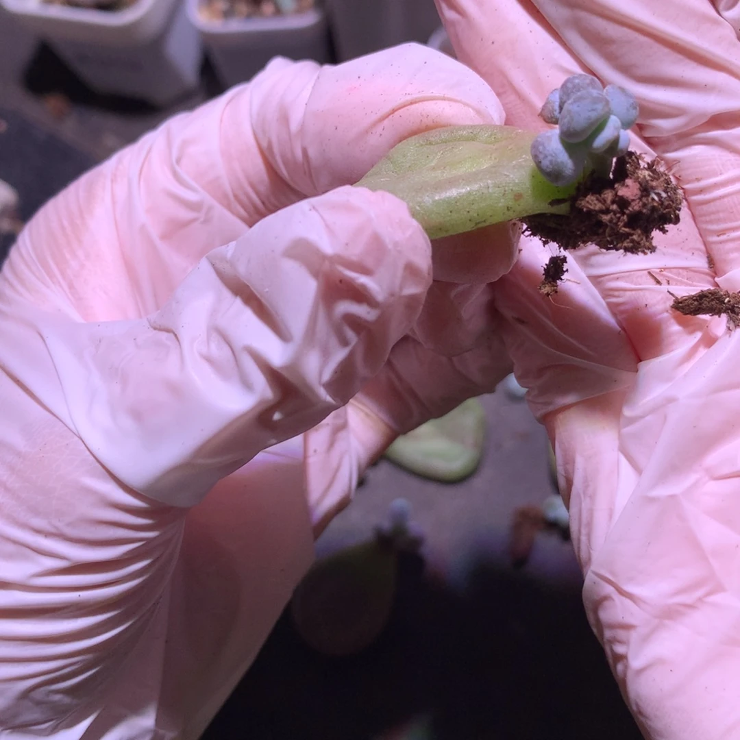 杆子收到可能分离