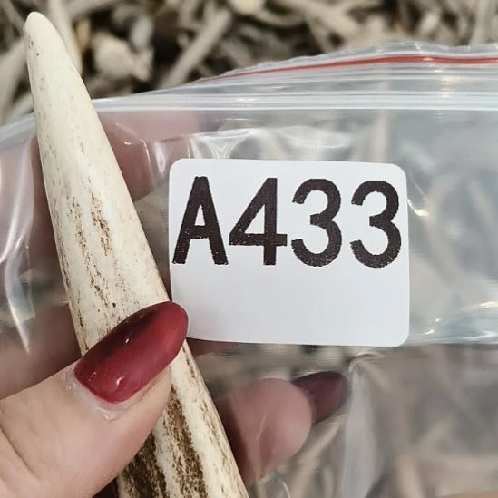 王***昱鹿角鹿角鹿角鹿角鹿角