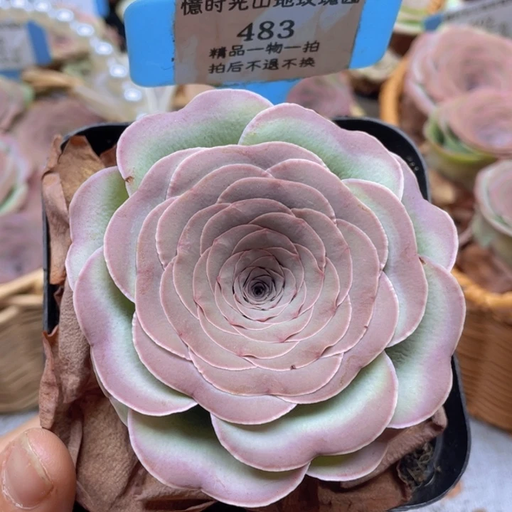 山地玫瑰483裸根发货不售后