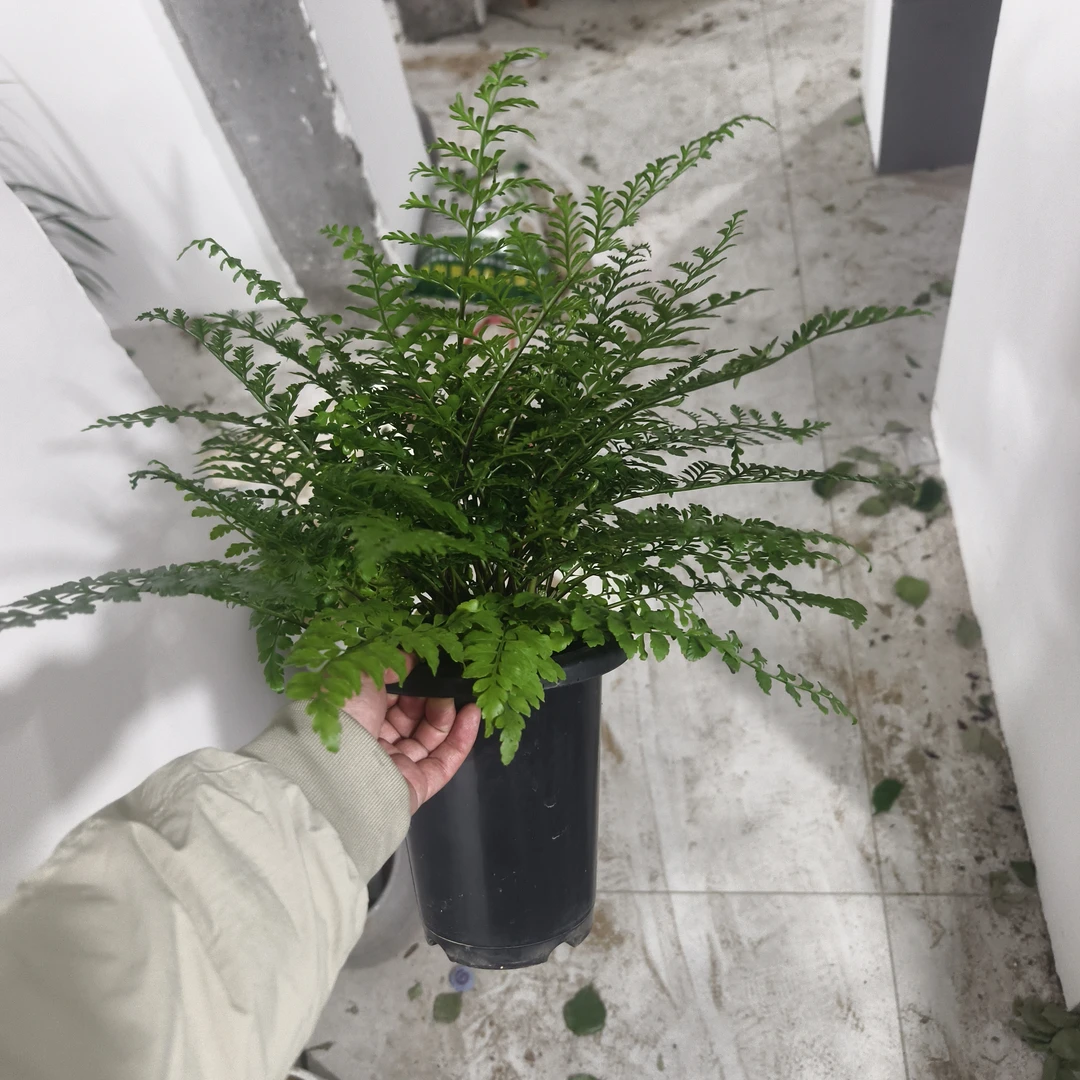 吉祥草（吉木撅）耐阴，适合室内或树荫下